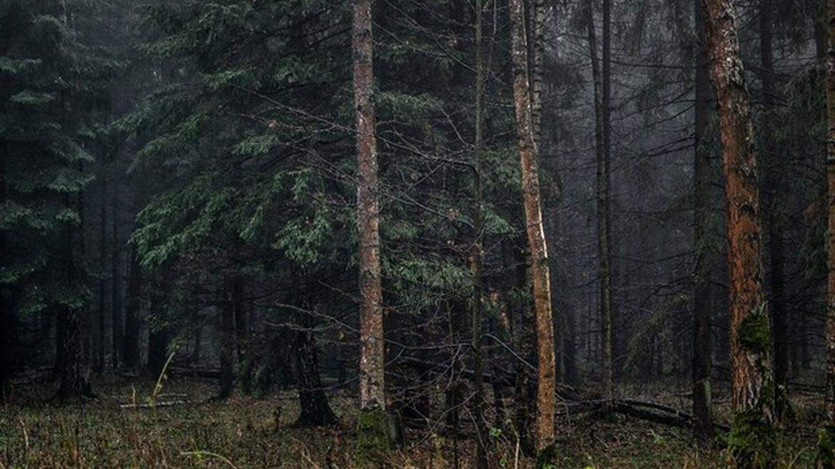 В лесу под Полтавой нашли тело мужчины, которого искали почти 2 недели В лесу под Полтавой нашли тело мужчины, которого искали почти 2 недели