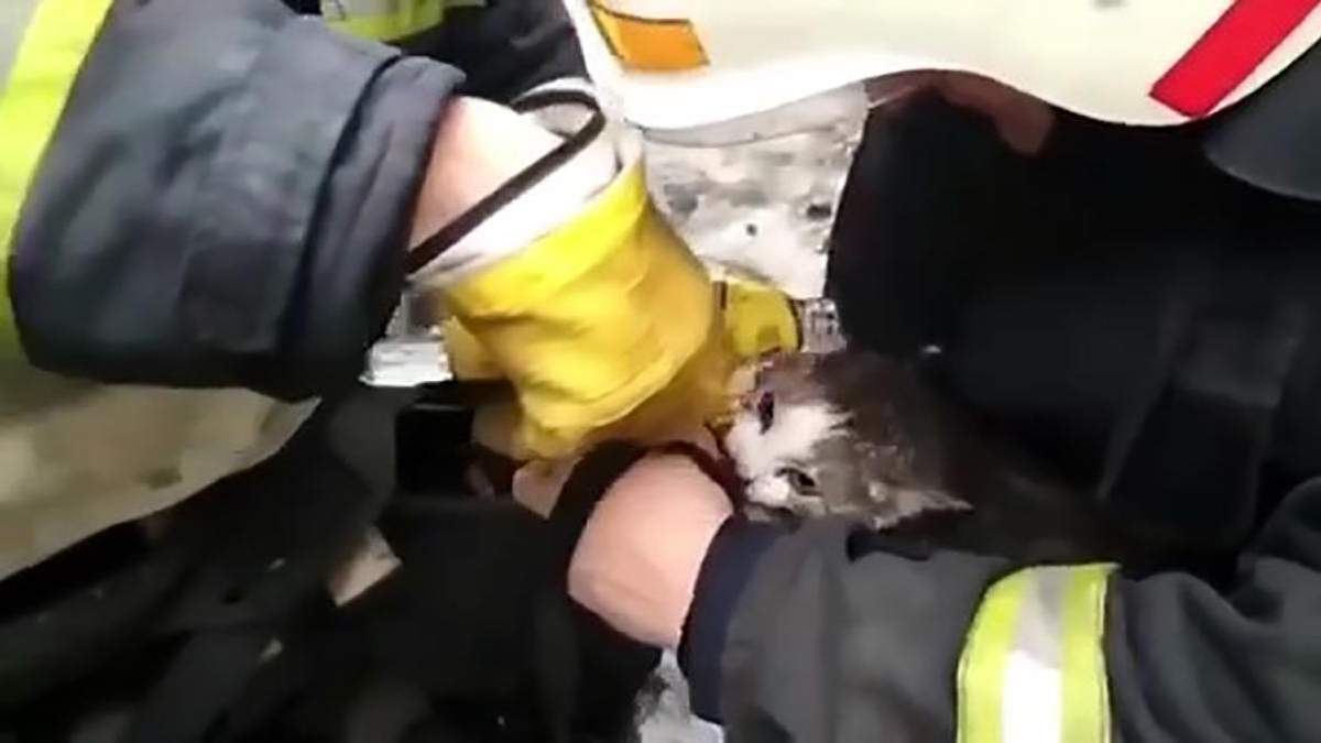 Врятували котика під час пожежі у гуртожитку Павлограда: відео Врятували котика під час пожежі у гуртожитку Павлограда: відео