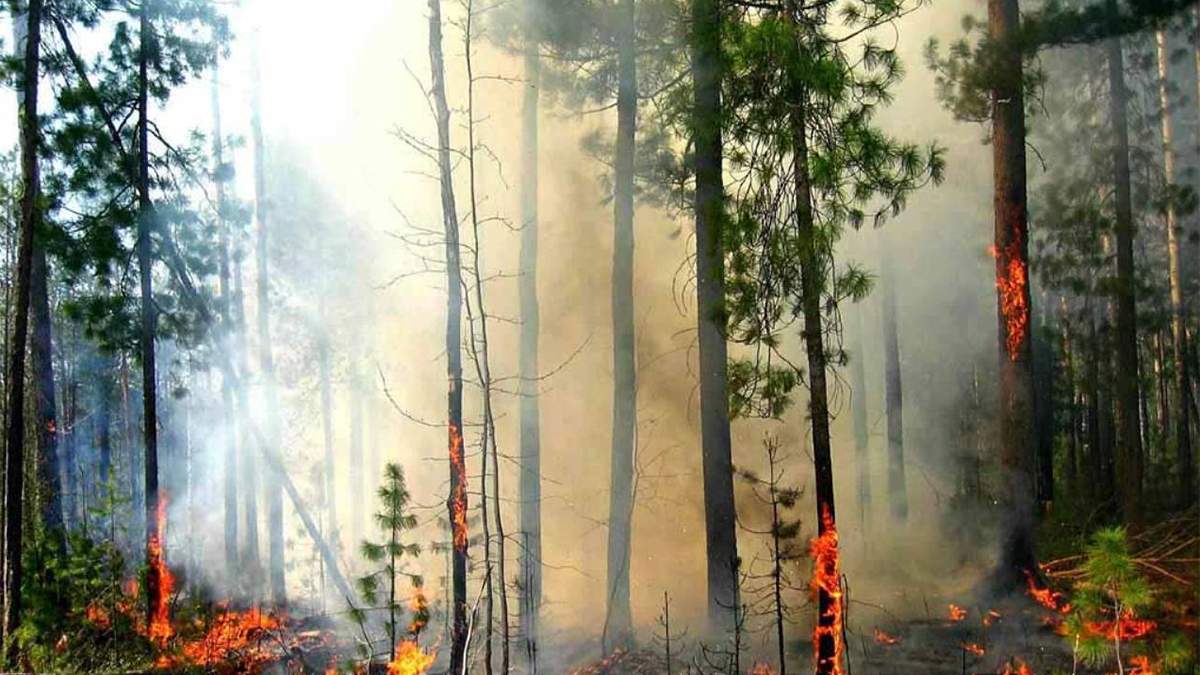 Скільки доведеться заплатити за лісову пожежу Скільки доведеться заплатити за лісову пожежу