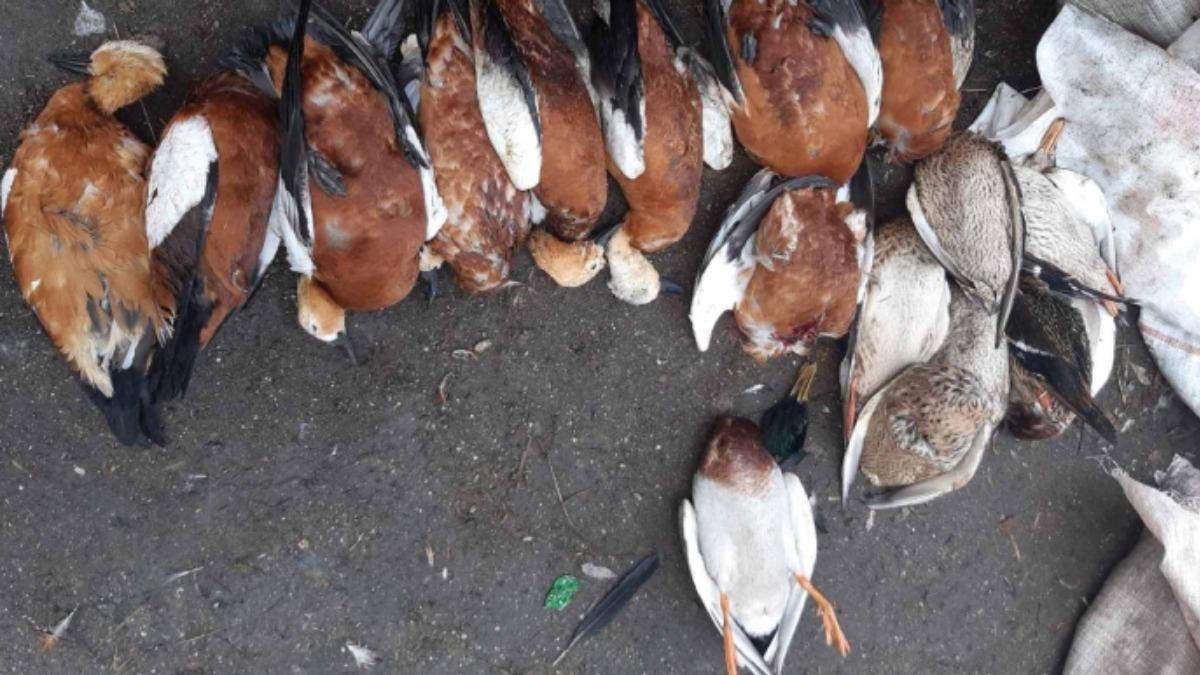 В заповеднике Аскания Нова - снова массовая гибель птиц фото В заповеднике Аскания Нова - снова массовая гибель птиц фото