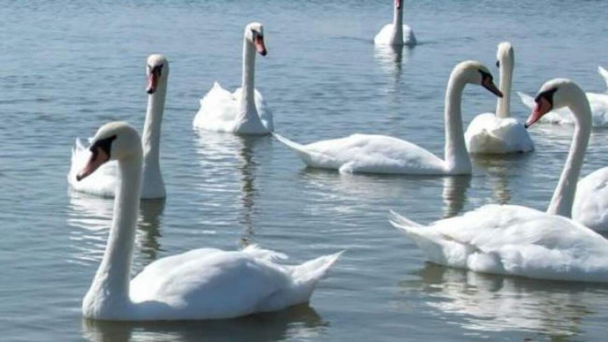 На Херсонщині – пташиний грип: через це загинули десятки лебедів На Херсонщині – пташиний грип: через це загинули десятки лебедів