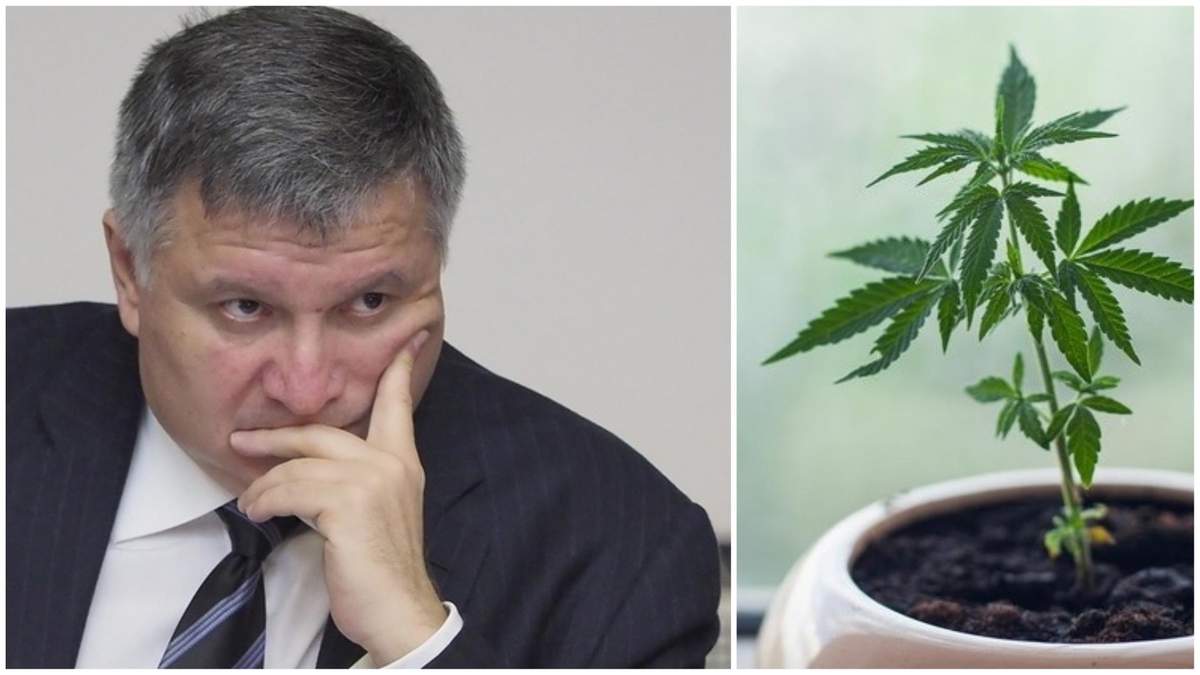 Це шлях до важких наркотиків, – Аваков про легалізацію марихуани Це шлях до важких наркотиків, – Аваков про легалізацію марихуани