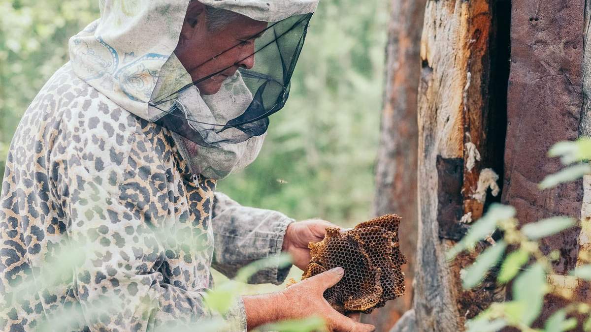 На Поліссі добувають мед диких бджіл і відроджують традицію На Поліссі добувають мед диких бджіл і відроджують традицію
