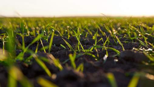 BASF Agricultural Solutions виступив спонсором Online Seed Forum-2021 BASF Agricultural Solutions виступив спонсором Online Seed Forum-2021